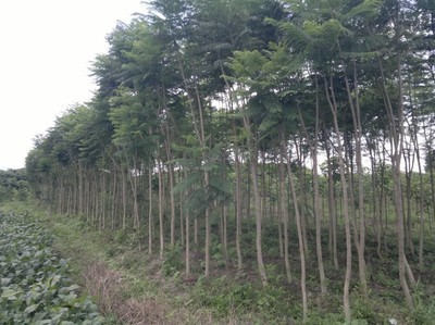 福建綠化苗木批發(fā)/漳州藍(lán)花楹批發(fā)|一淘網(wǎng)優(yōu)惠購|購就省錢