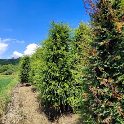【千喜苗木批發(fā)紅豆杉樹苗 綠化苗木多種規(guī)格紅豆杉 苗木采購(gòu)】?jī)r(jià)格_批發(fā)_廠家_參數(shù)_圖片_喬木