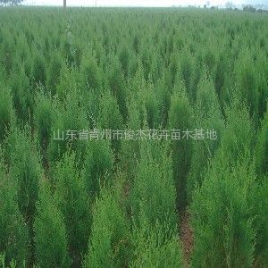 保定榆樹苗木基地、保定榆樹苗木批發、榆樹苗木價格-常青苗木--產品大全--E路網