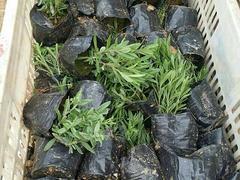專業(yè)種植熏衣草--濰坊品質(zhì)好的熏衣草&middot;廠家直銷圖片|專業(yè)種植熏衣草--濰坊品質(zhì)好的熏衣草&middot;廠家直銷產(chǎn)品圖片由青州市洺瑜花卉苗木家庭農(nóng)場公司生產(chǎn)提供-