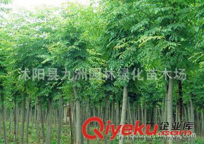 批發(fā)華山松,羅漢松,雪松,規(guī)格全,貨源足。-沭陽縣九洲園林綠化苗木場提供批發(fā)華山松,羅漢松,雪松,規(guī)格全,貨源足。的相關(guān)介紹、產(chǎn)品、服務(wù)、圖片、價格沭陽縣九洲園林綠化苗木場、花卉苗木;苗木種子;景觀木屋