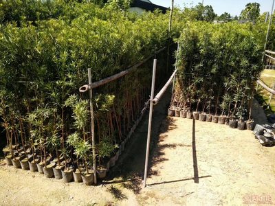 【羅漢松培養基地、羅漢松小苗直銷、質優價廉】綠化苗木,價格,廠家,供應商,花木,龍海市東泗興輝園藝場 - 產品庫