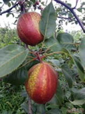 黃金梨苗種植與管理指南 栽種時(shí)間、水肥控制與生長(zhǎng)表現(xiàn)